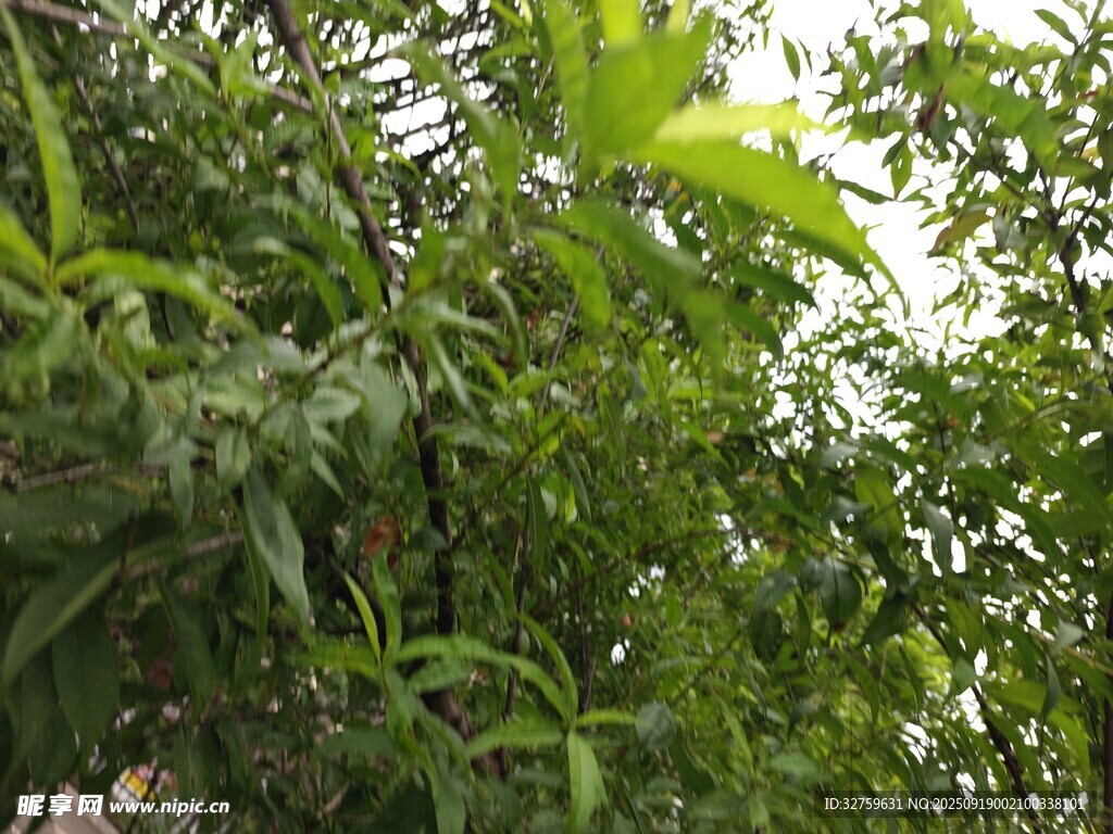 绿叶繁茂的树木景象