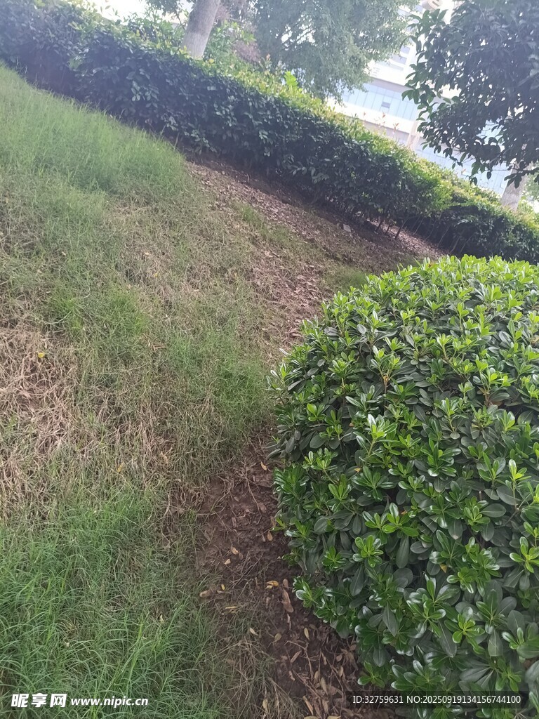 修剪整齐的绿植景观