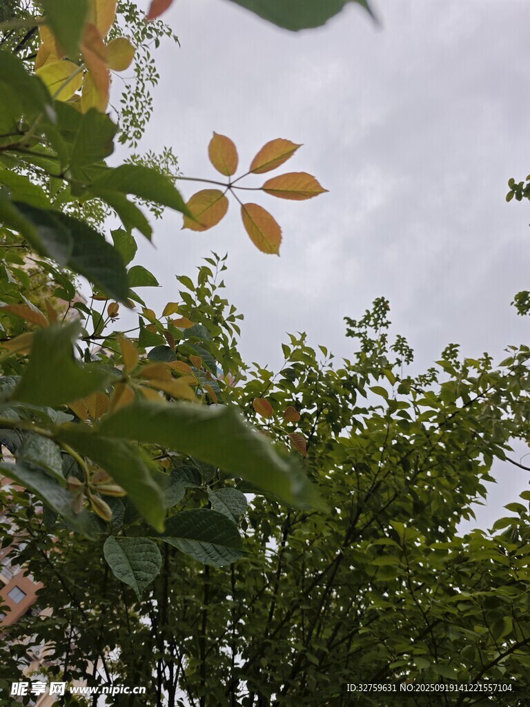 枝头秋叶伴绿意