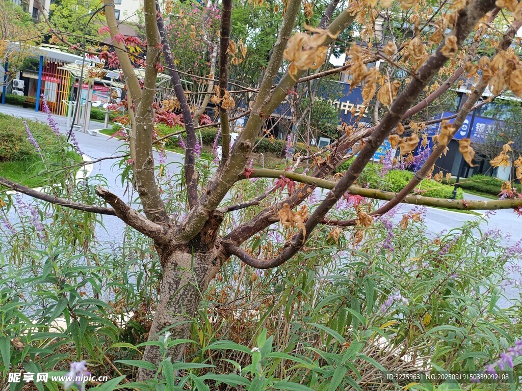 秋日公园中枝干光秃的树