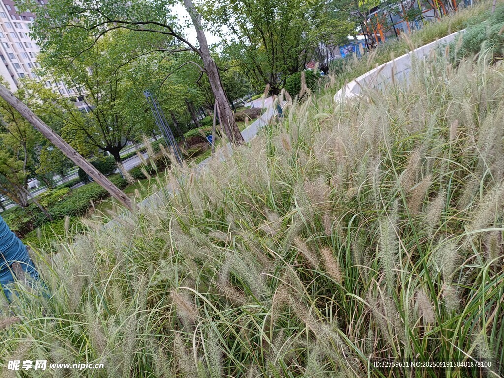 户外茂盛的观赏草景观