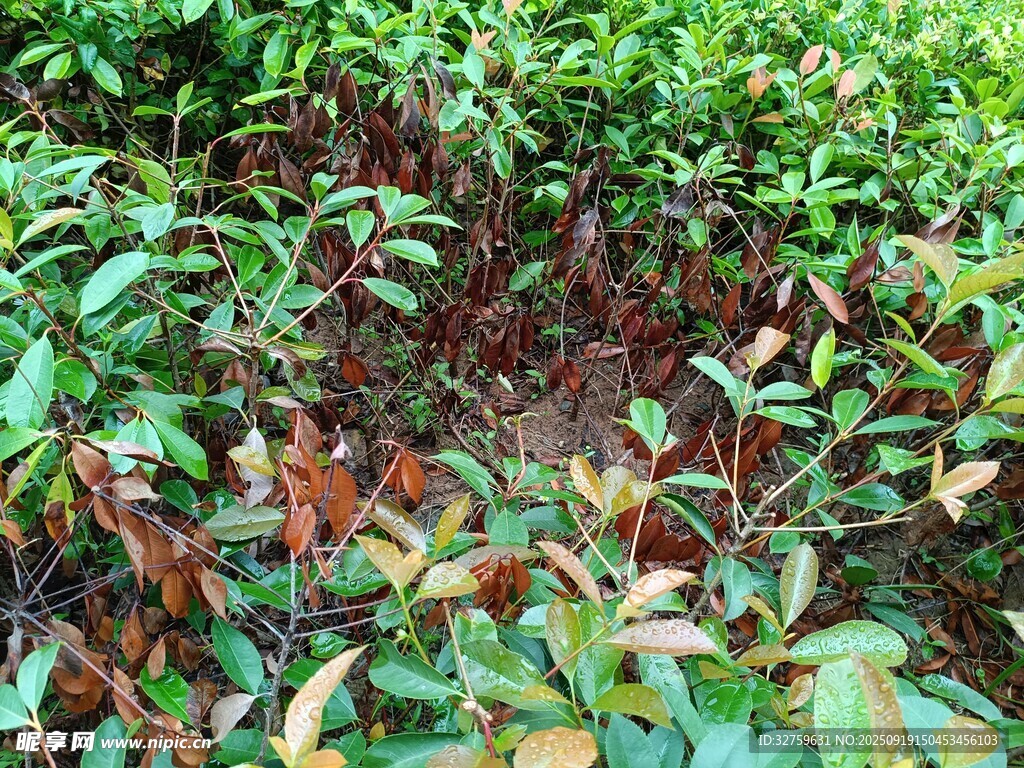 多彩叶片的植物景观