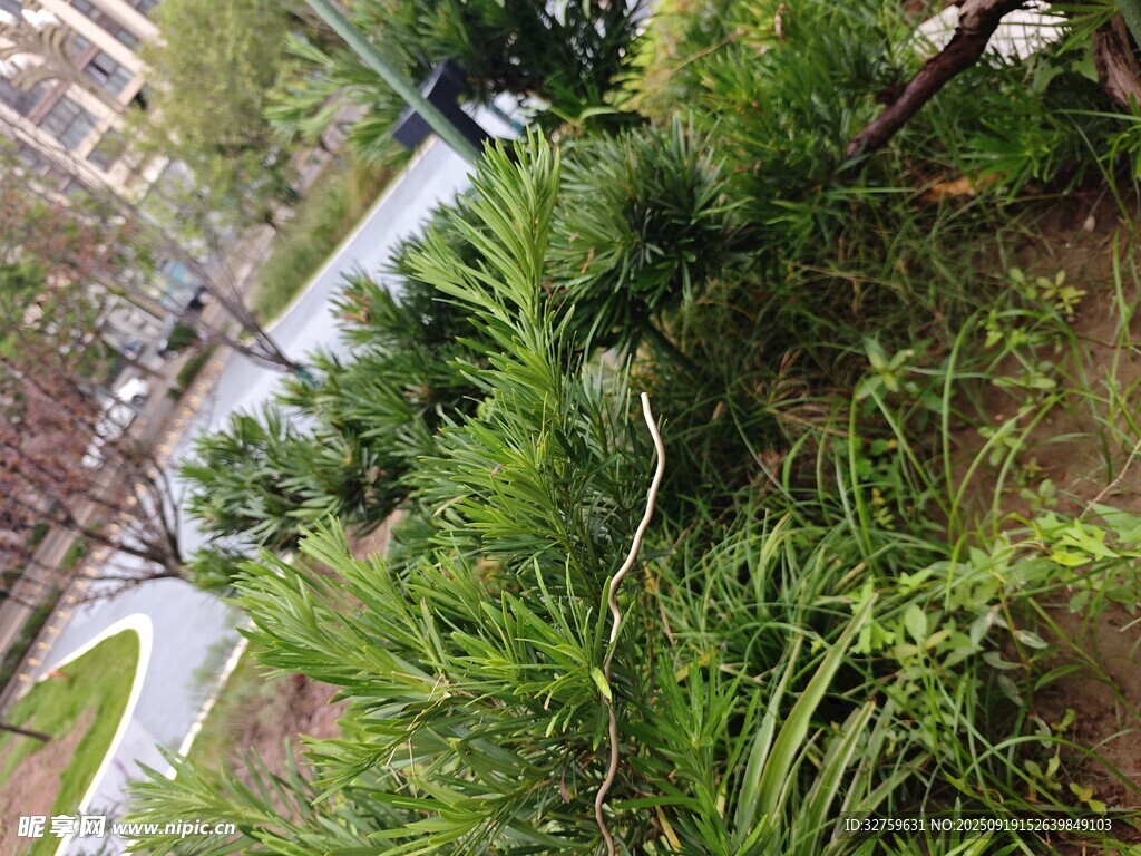 路边翠绿繁茂的植物景观