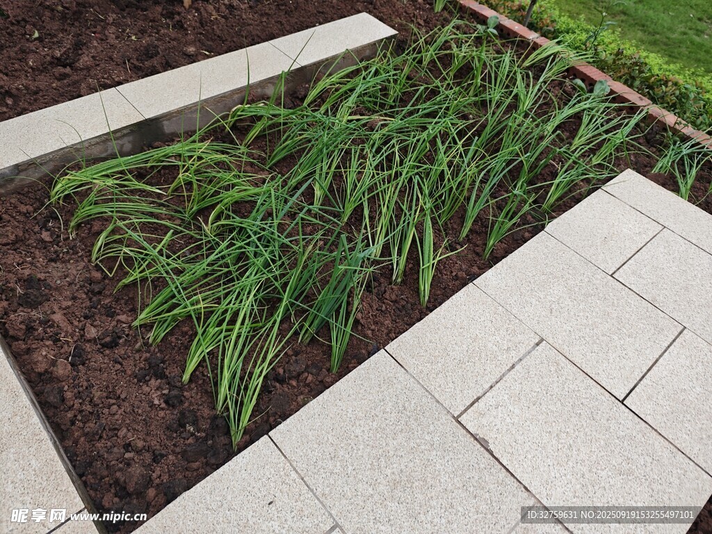 庭院绿植与石板景观