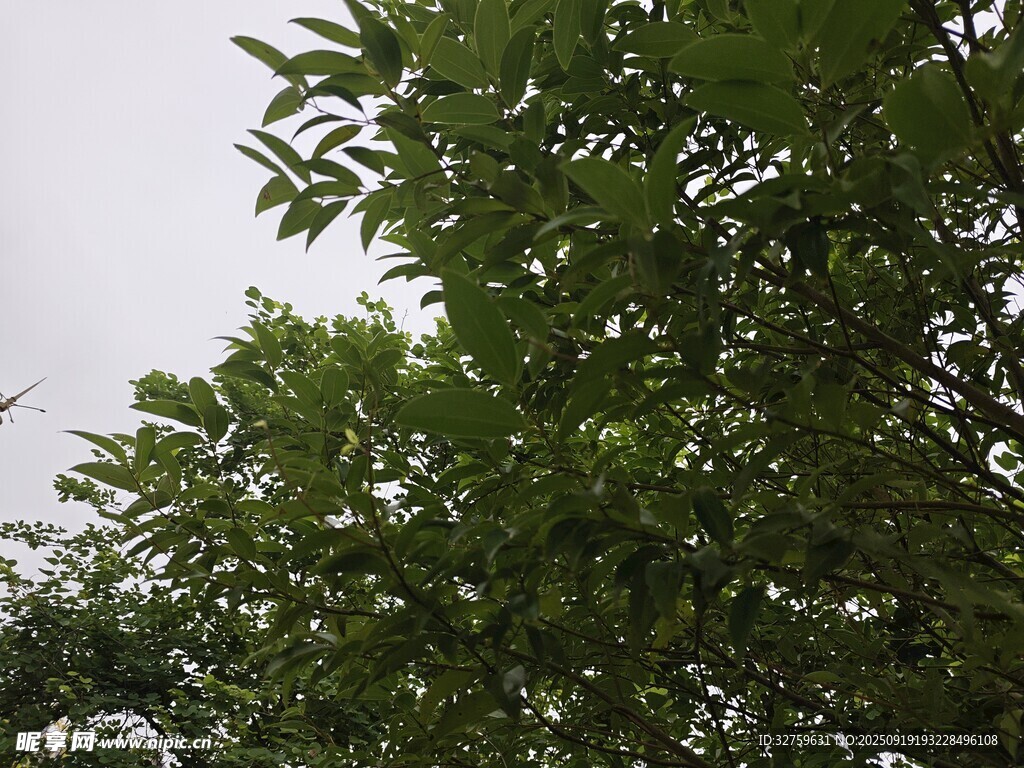 绿叶繁茂的树冠