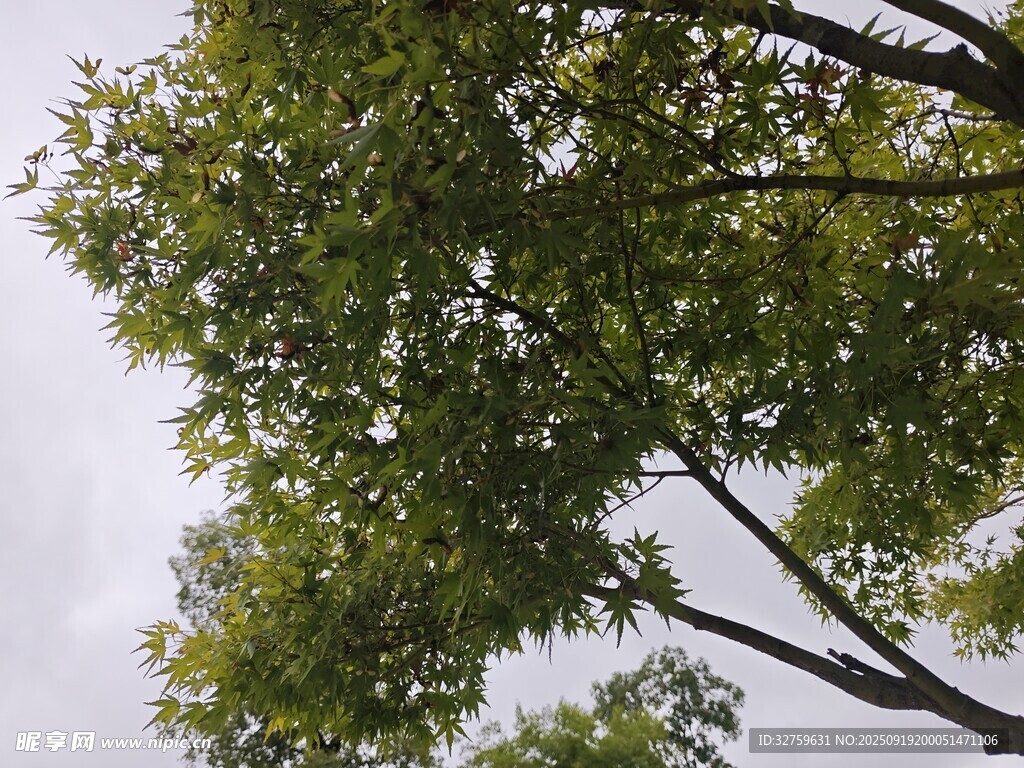 仰视翠绿繁茂的树木树冠