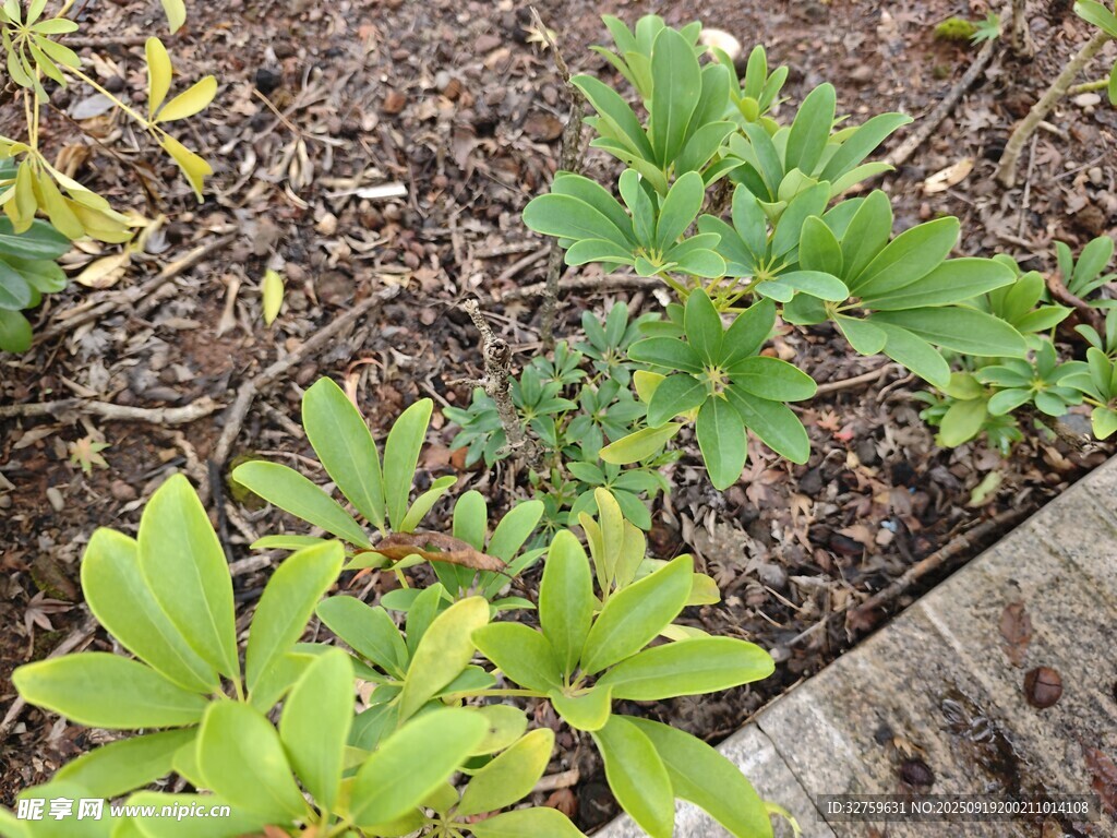 花园中的绿植与木制边缘