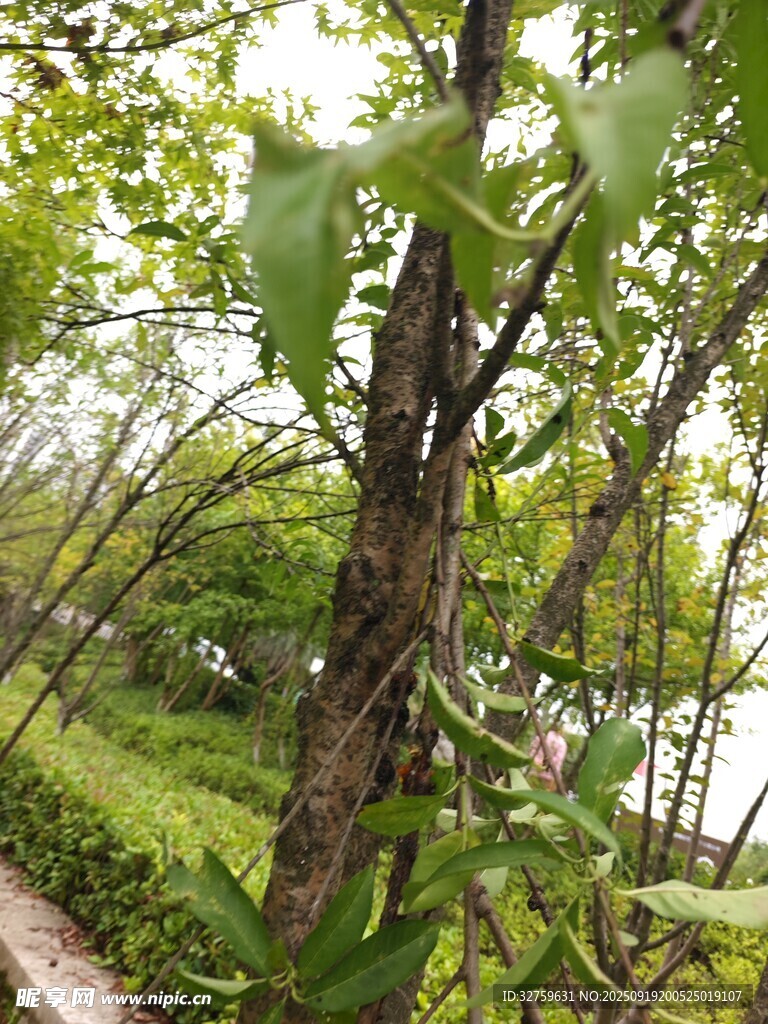 绿树成荫的自然小径