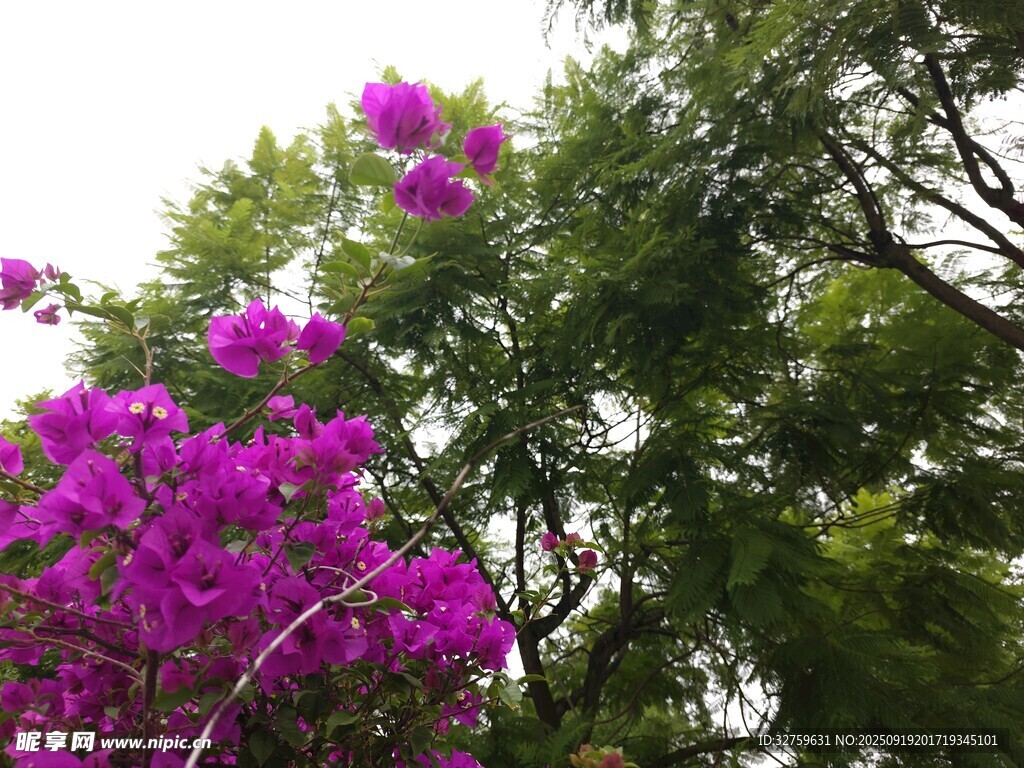 盛开的紫色三角梅