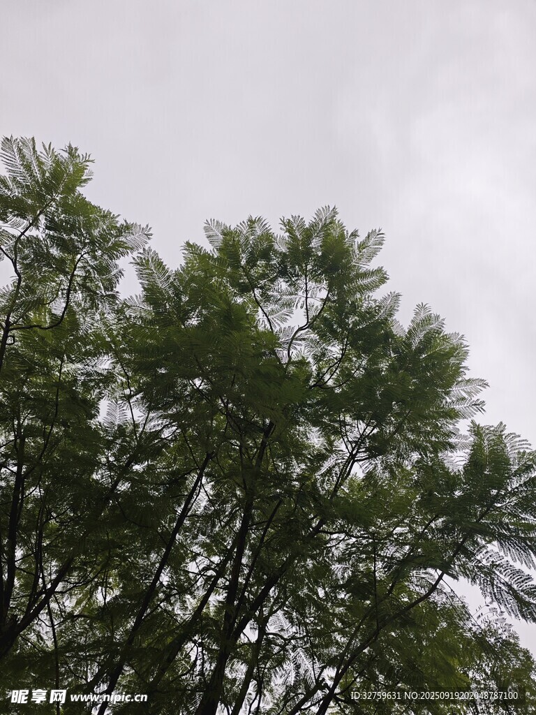 仰视茂密枝叶的绿色树木