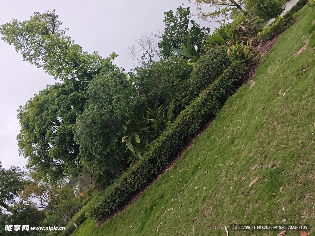 绿意盎然的草地与繁茂植被