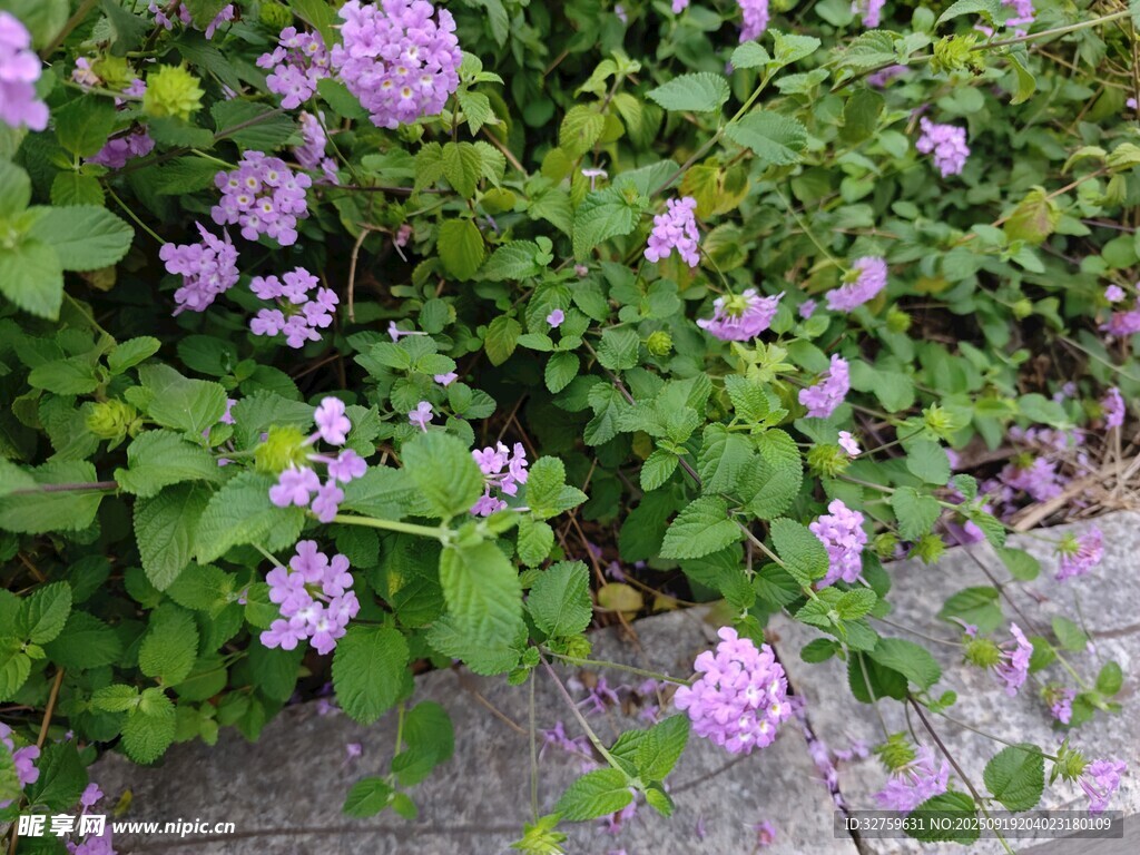 紫色小花簇拥于绿叶间