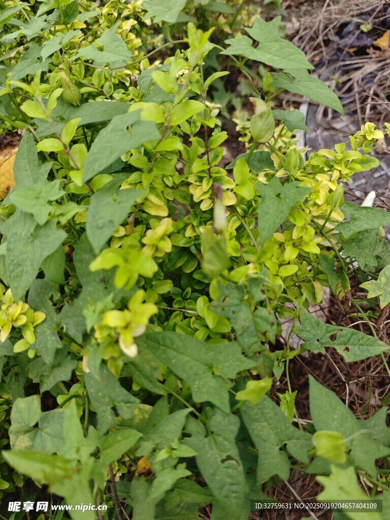 绿叶黄花的植物景观