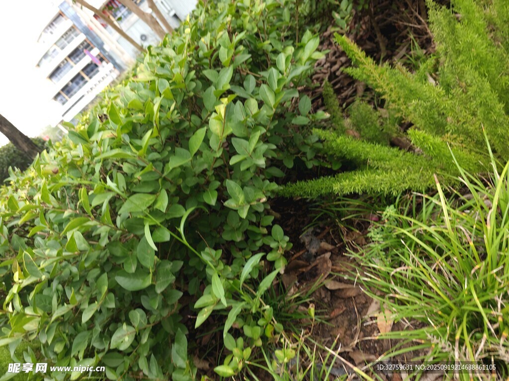 绿意盎然的植物景观