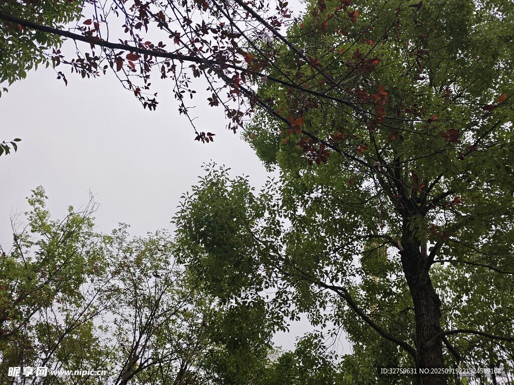 仰视茂密树林中的枝叶