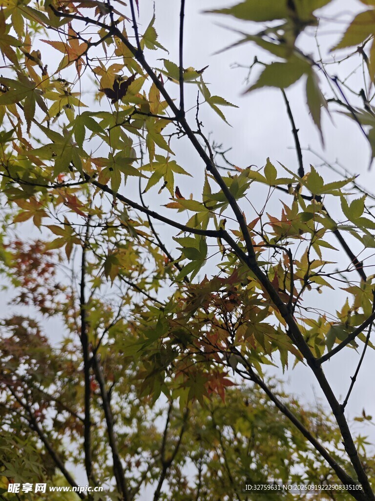 秋日枝头枫叶景致