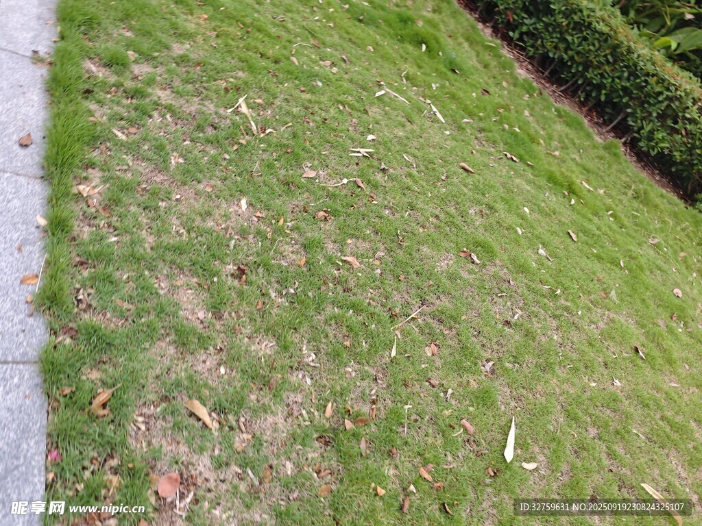 斜坡上的稀疏草地