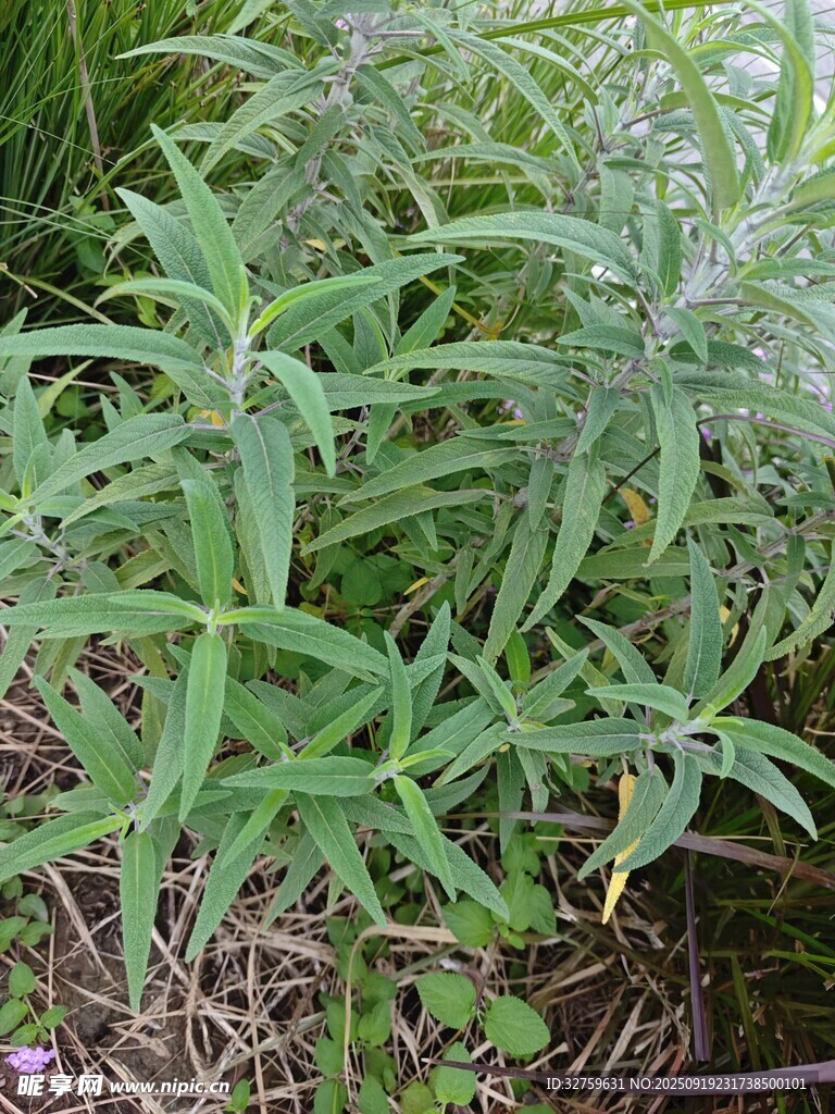 野外绿色植物特写