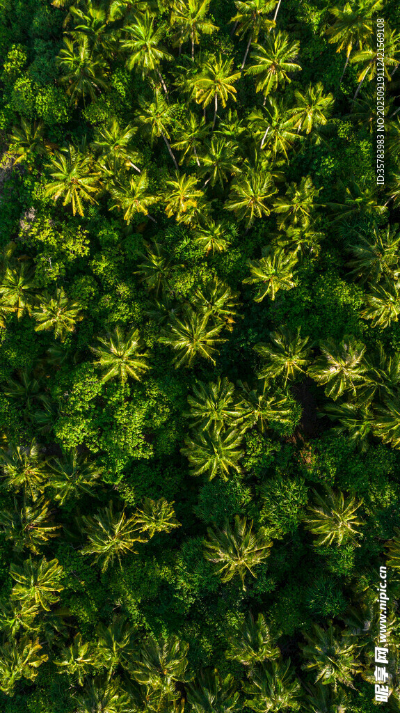 翠绿繁茂的黄色小花植物