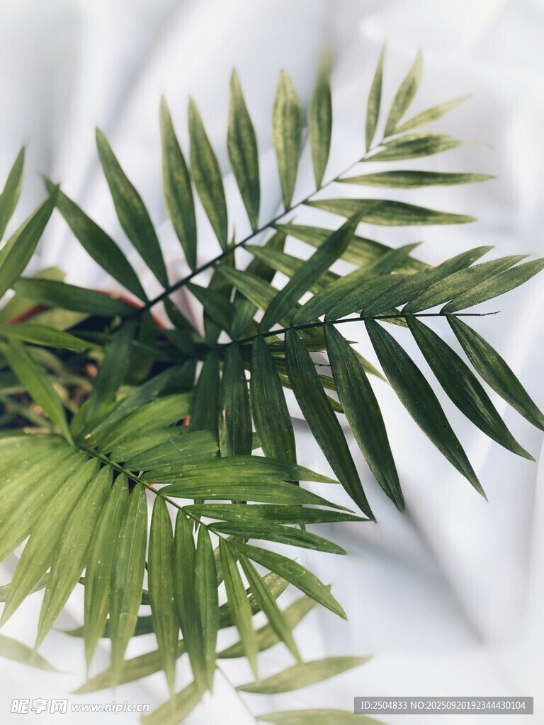 翠绿棕榈叶 清新自然风