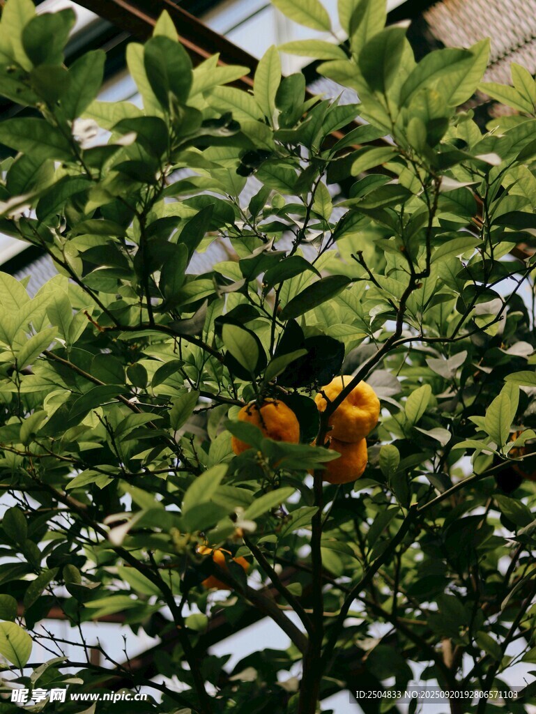 枝头挂果的翠绿植物