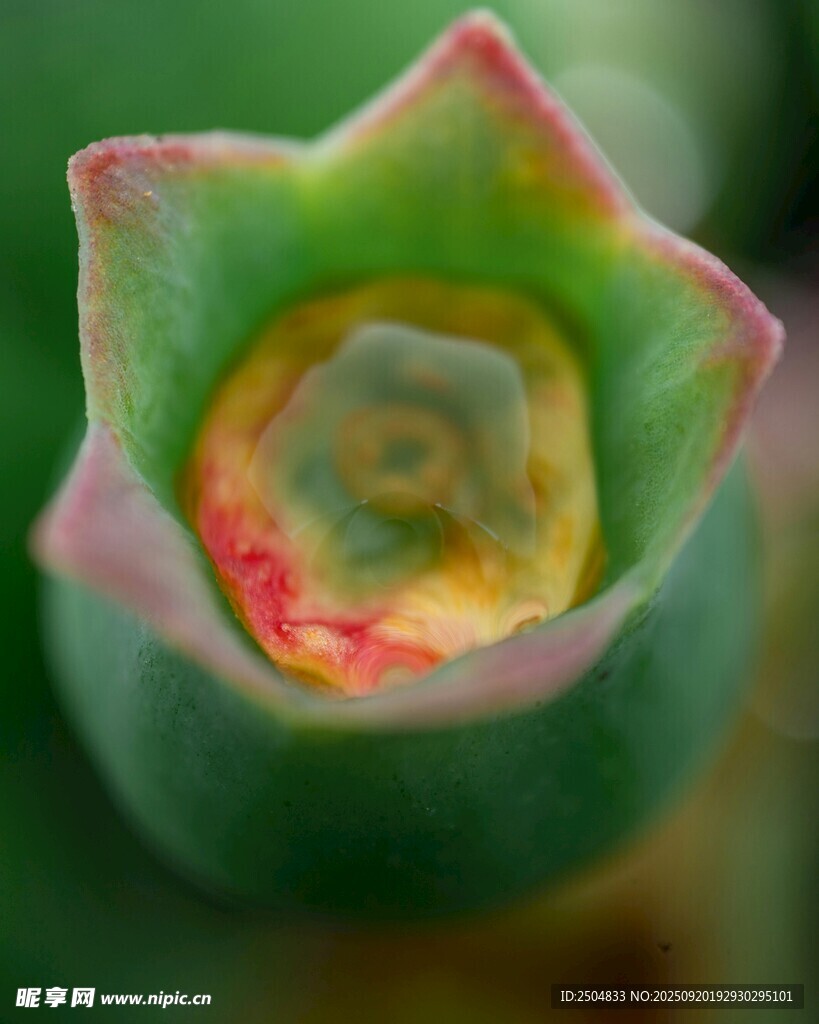 多肉植物特写