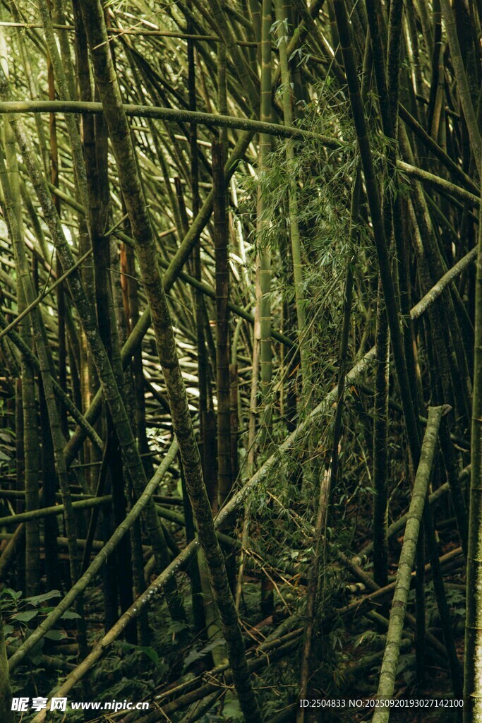 茂密丛林中的交错枝干