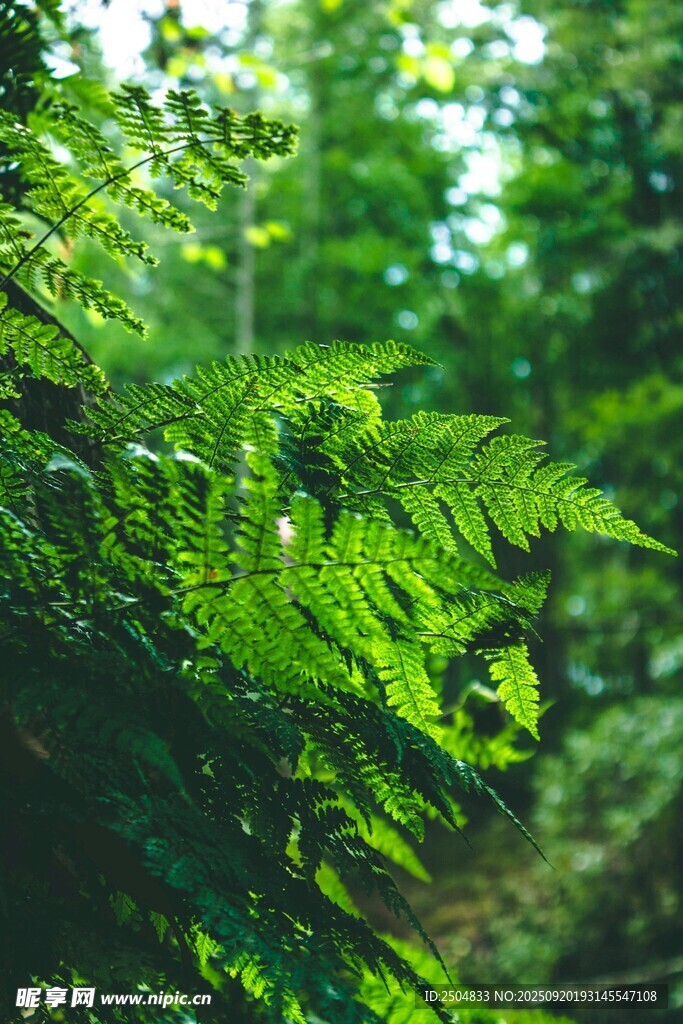 翠绿蕨类植物的自然之美