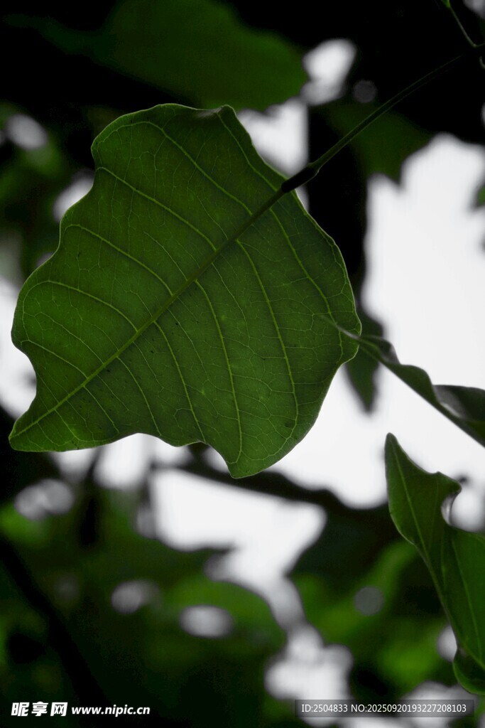 翠绿叶片于枝头