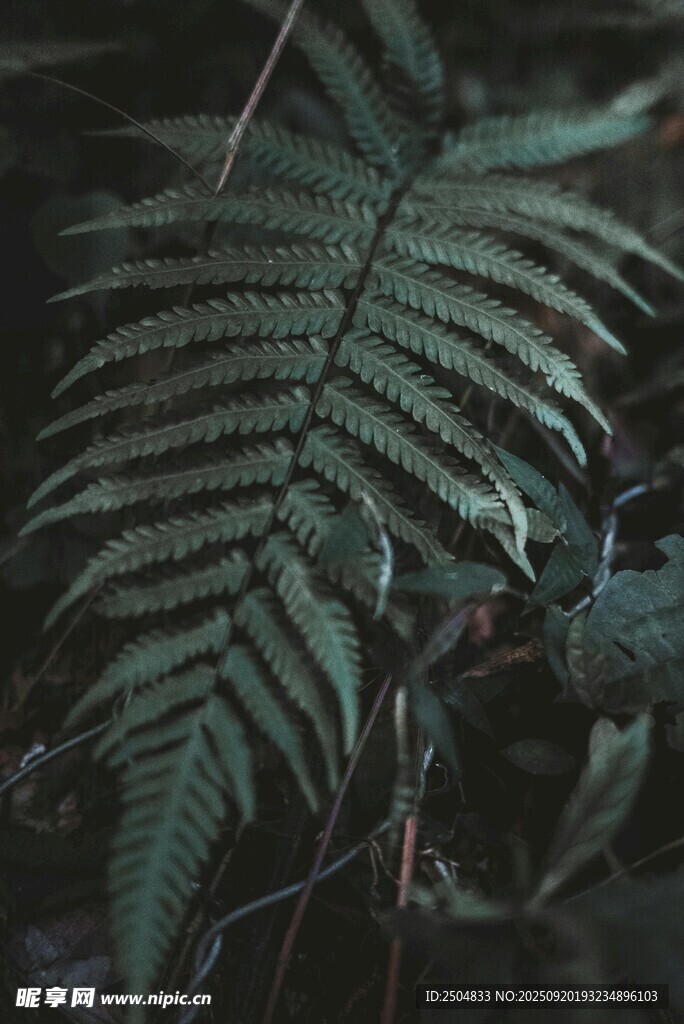 深绿蕨类叶片特写