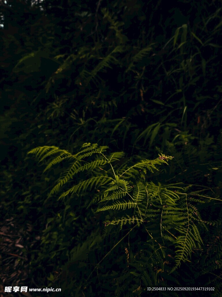 翠绿蕨类植物的自然之美