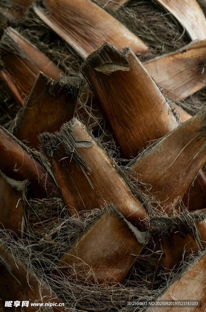 棕榈叶纹理特写