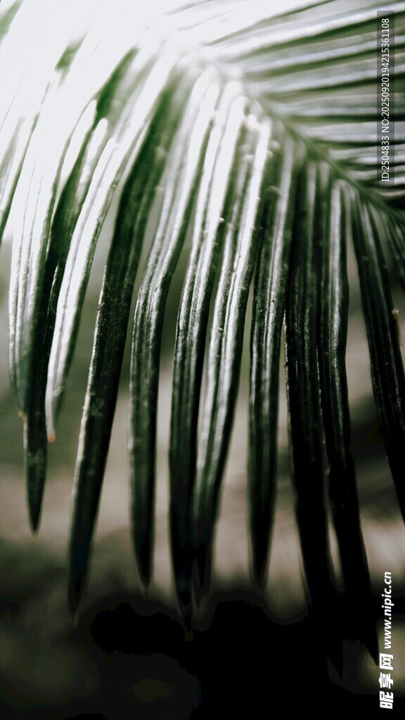 翠绿棕榈叶特写