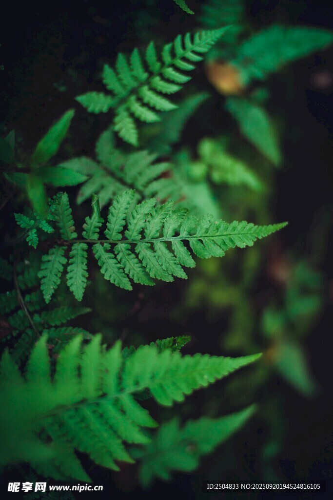 翠绿蕨类叶片特写