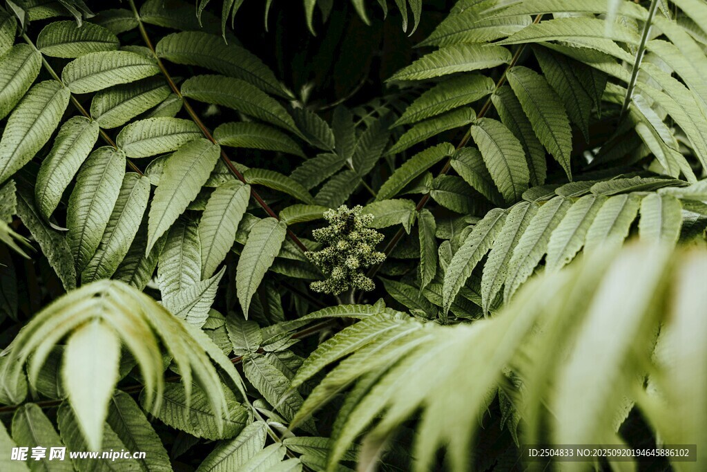 翠绿繁茂的热带植物叶片