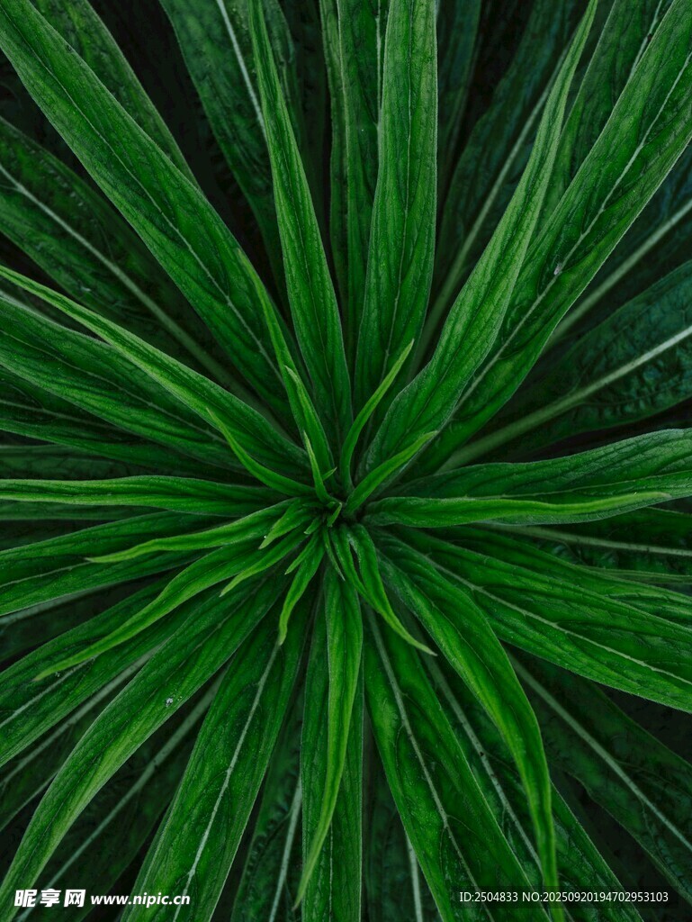 放射状排列的翠绿叶片