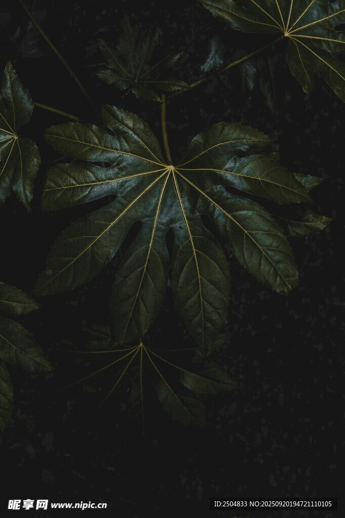 深绿背景下的独特叶片