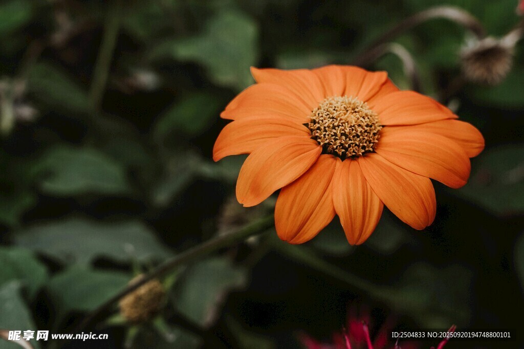 橙色单朵小花绽放