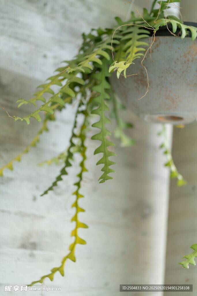 垂挂绿植 清新自然小景