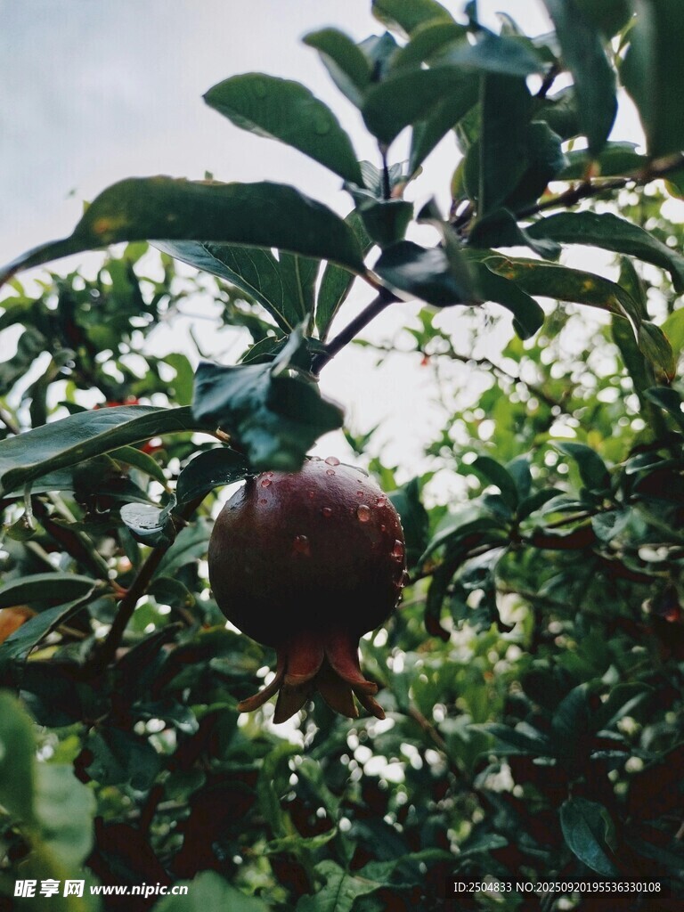 枝头饱满的成熟石榴