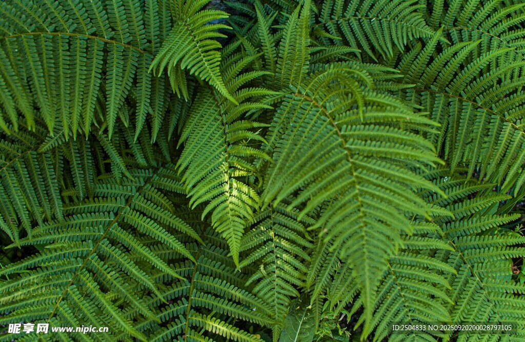 翠绿蕨类叶片特写