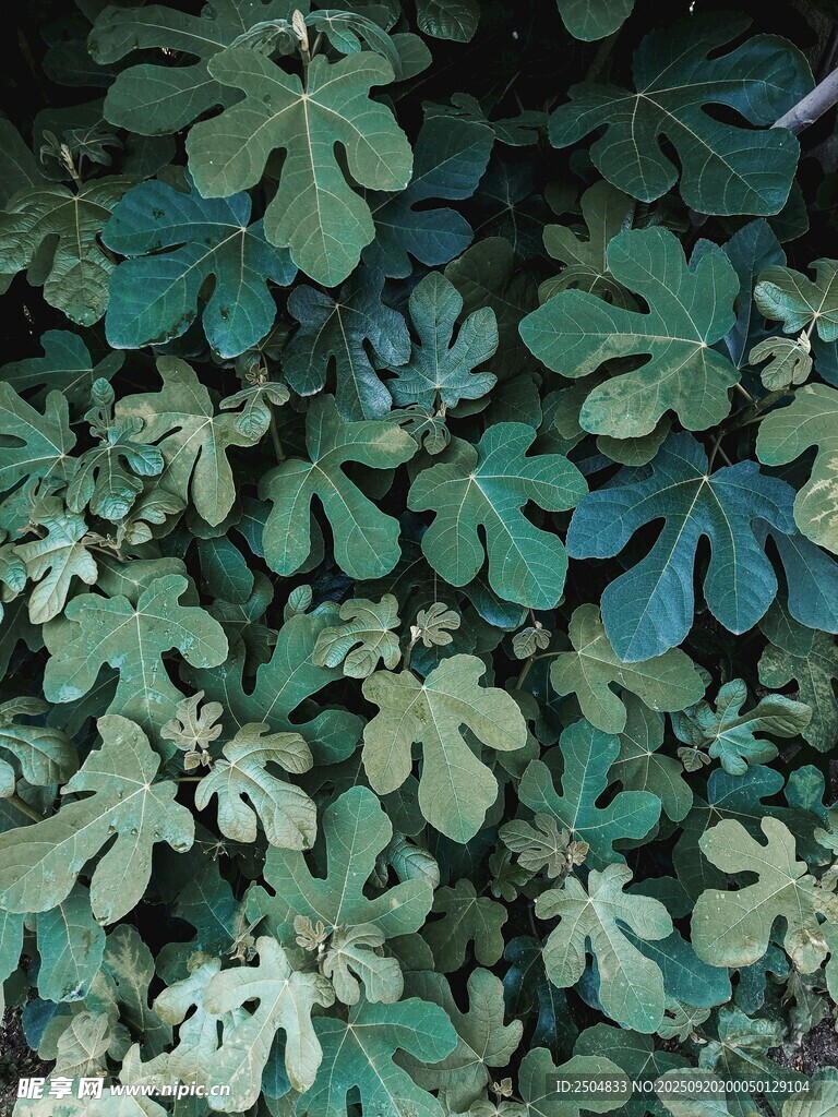 翠绿繁茂的掌状叶片