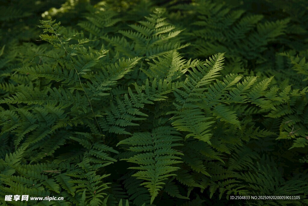 翠绿蕨类植物特写