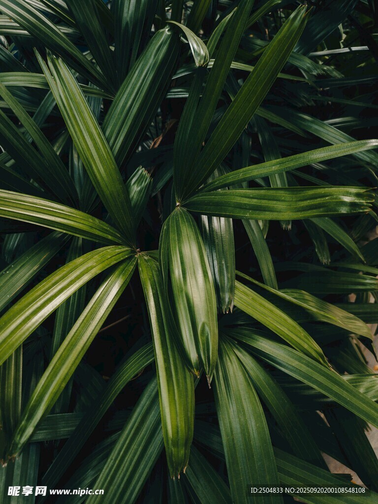 翠绿舒展的热带植物叶片