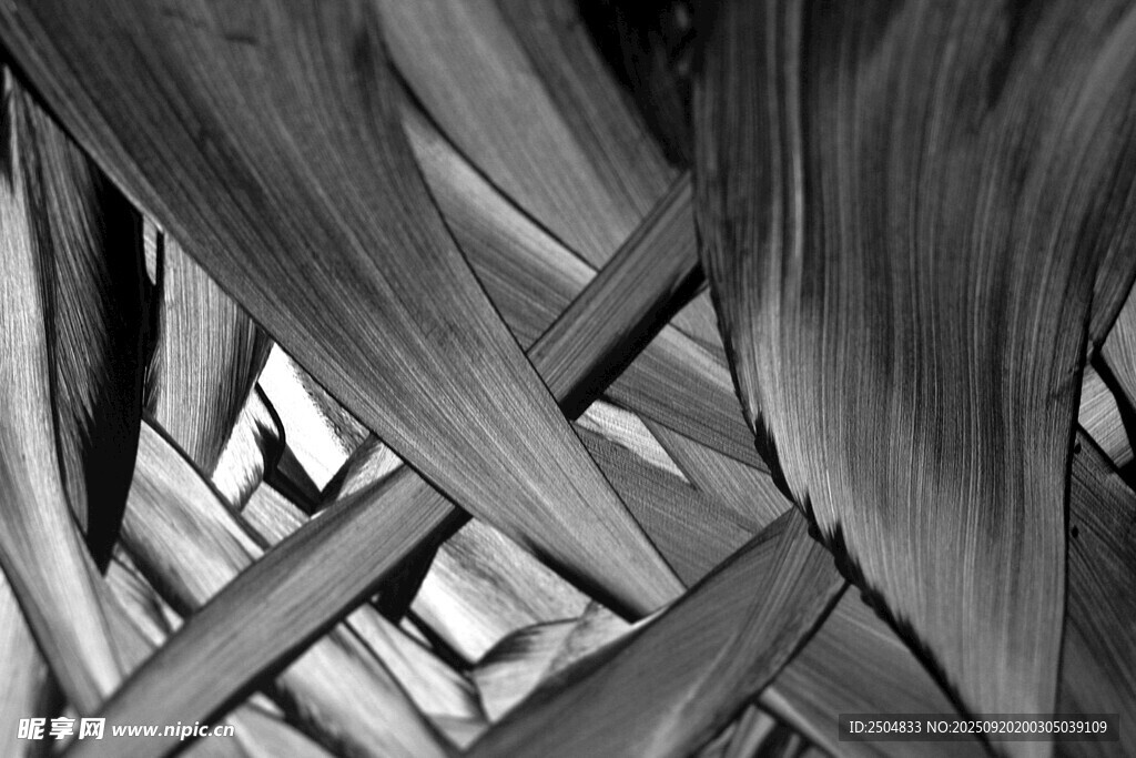 黑白交织的叶片纹理