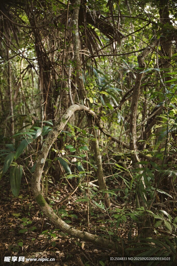 茂密丛林中的繁茂植被