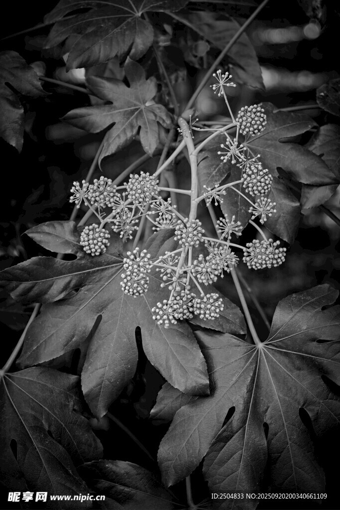 黑白视角下的植物细节