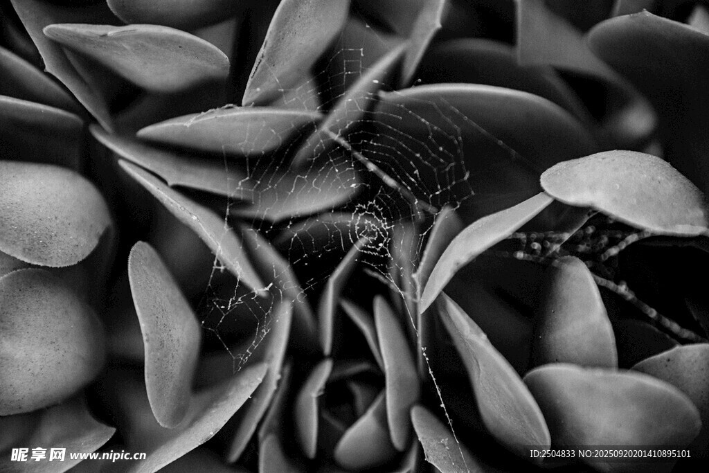黑白叶片特写