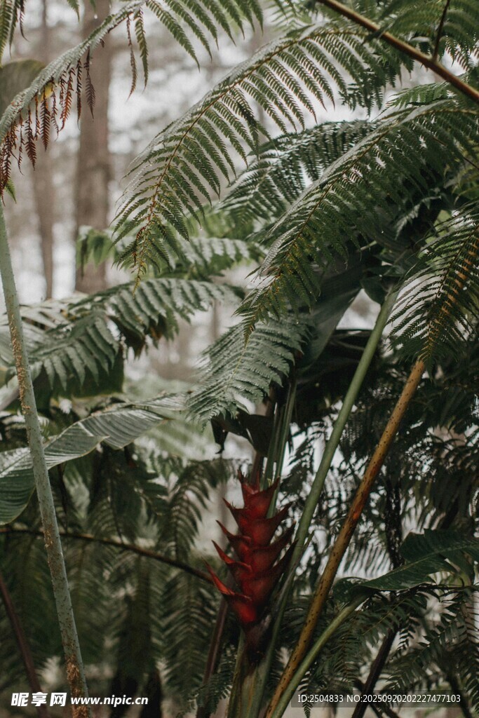 雨林中的艳丽红果植物