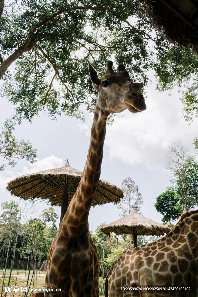 动物园中悠闲的长颈鹿
